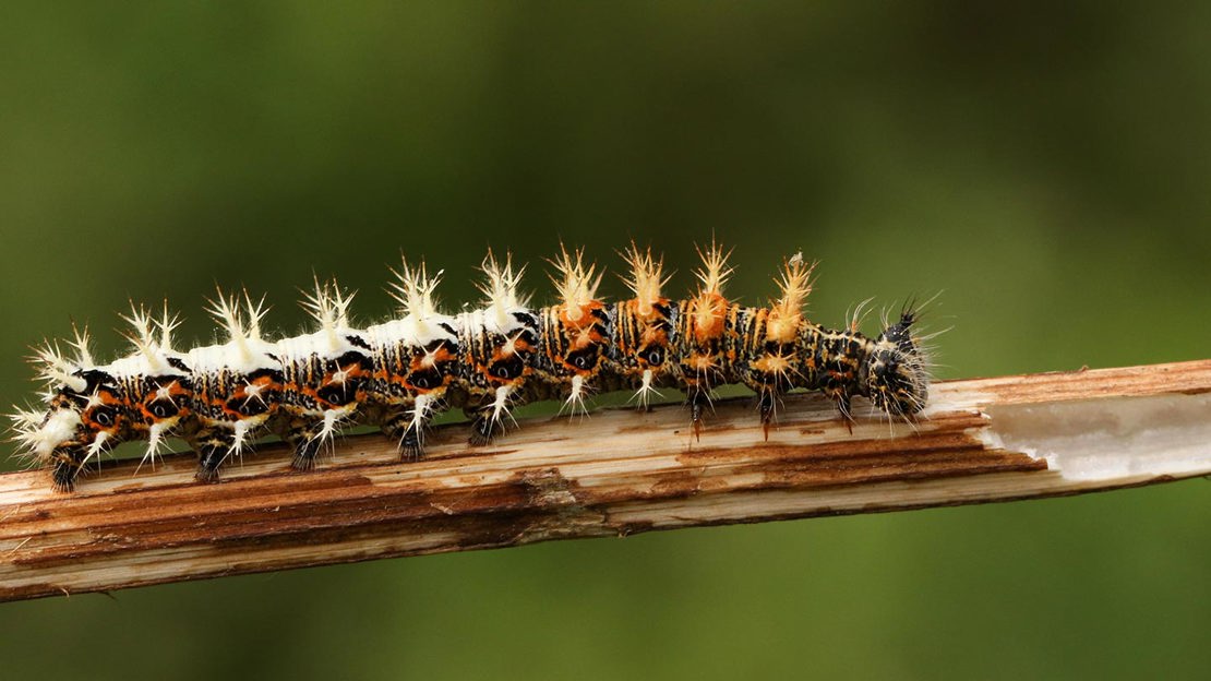 Common British Caterpillar Identification Woodland Trust Woodland Trust common-british-caterpillar-identification-woodland-trust-woodland-trust