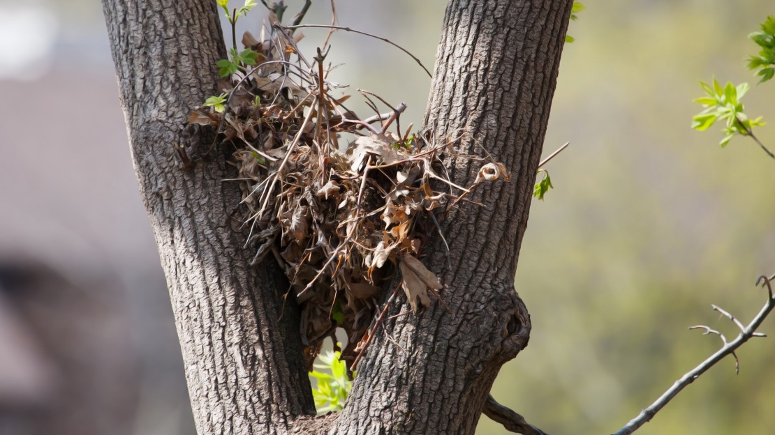 Messy ball of twigs and leaves in the fork of a tree