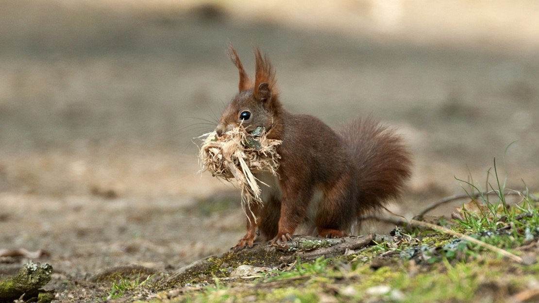 A red squirrel on the ground with dry nest material in its mouth