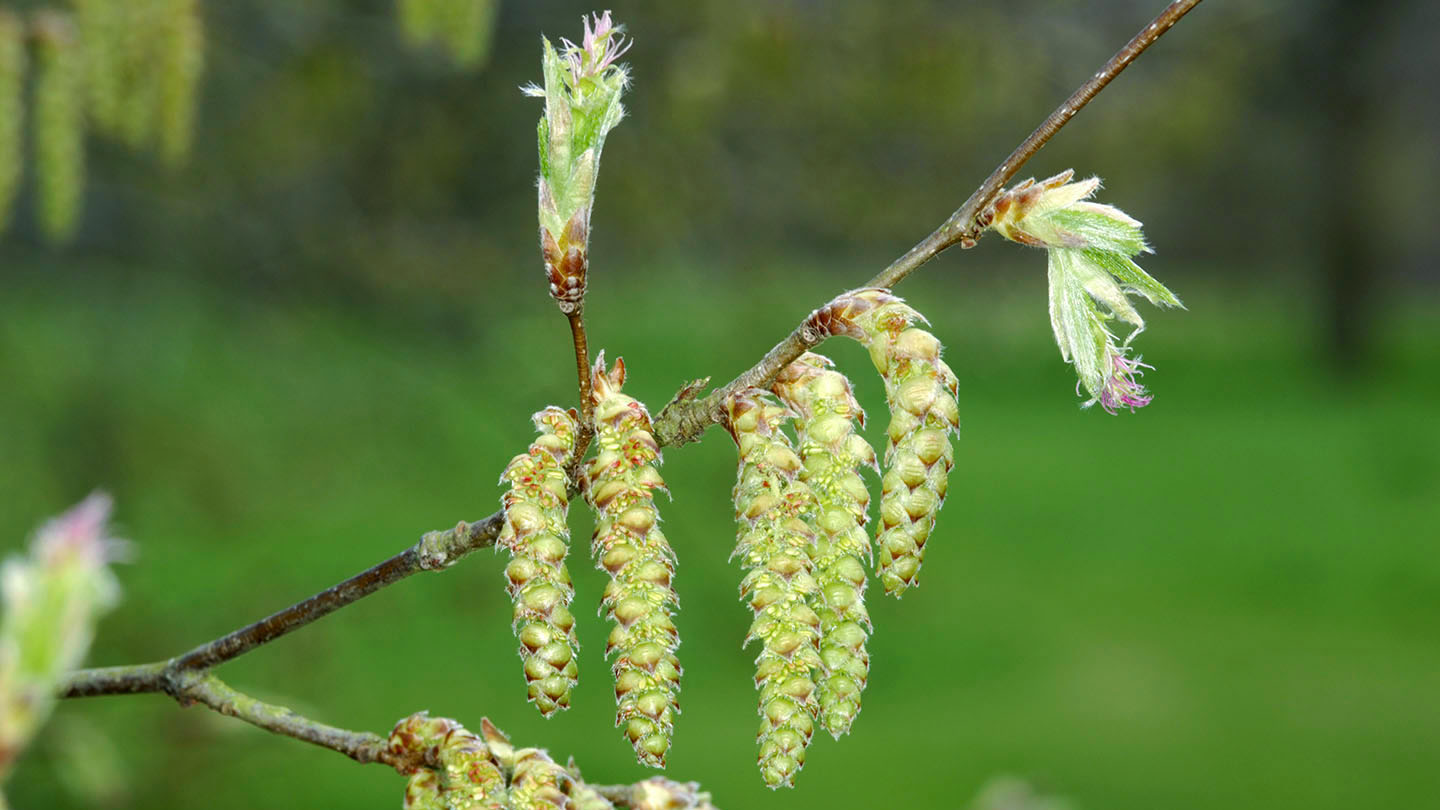 Hornbeam (Carpinus betulus) British Trees Woodland Trust