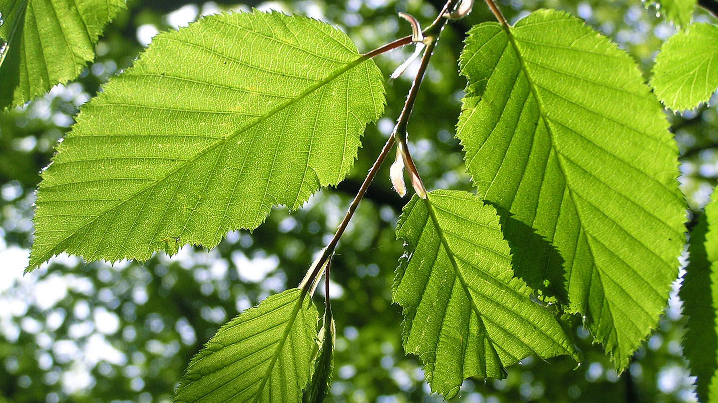 Hornbeam (Carpinus betulus) - British Trees - Woodland Trust