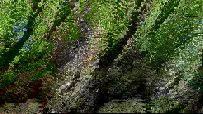 What is a Root Protection Area? - Woodland Trust