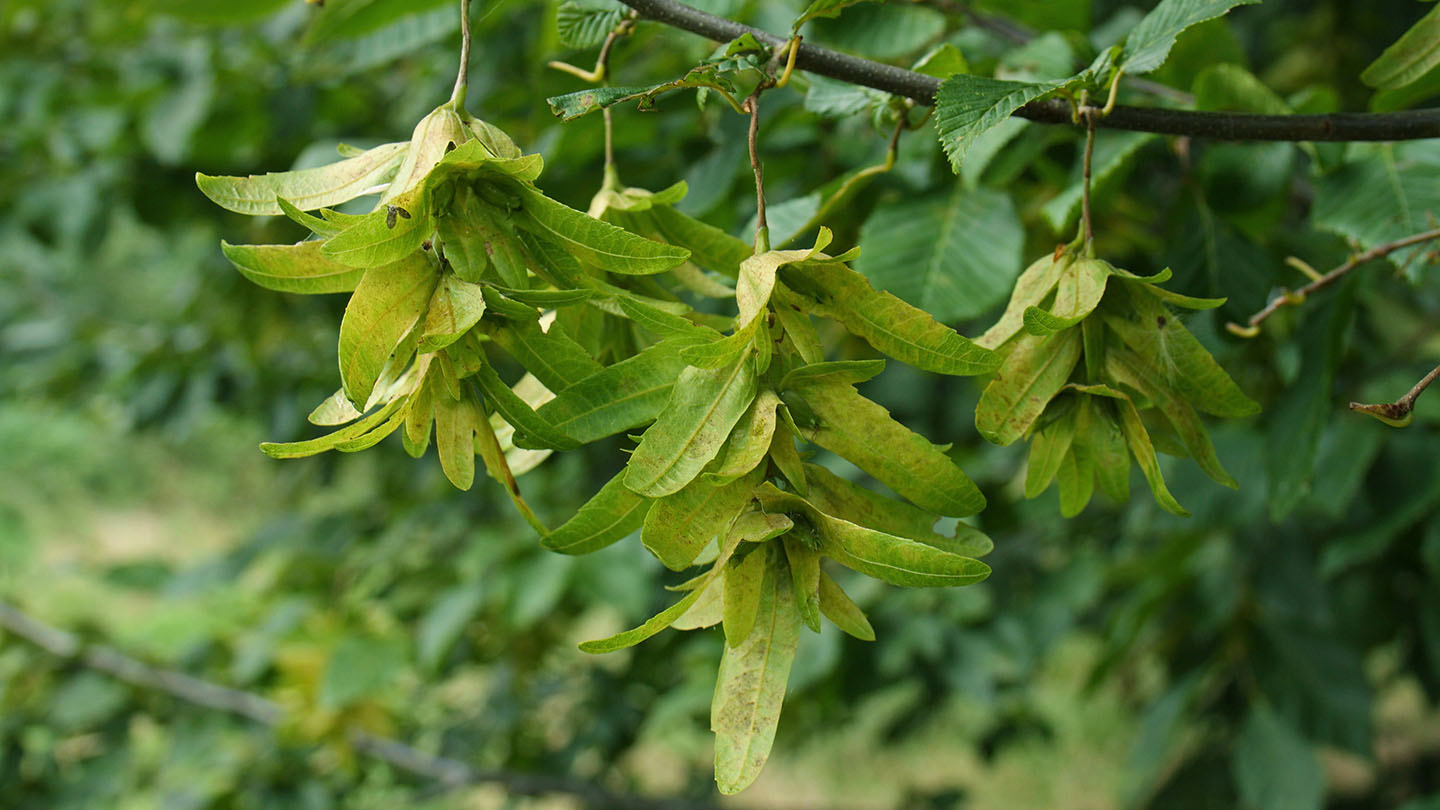 Hornbeam Carpinus Betulus British Trees Woodland Trust