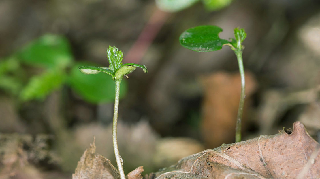 Hornbeam seedlings