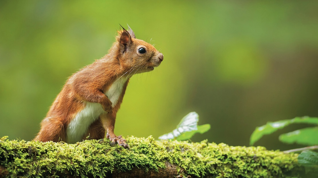 Red squirrel leaning on a mossy branch with one front paw raised