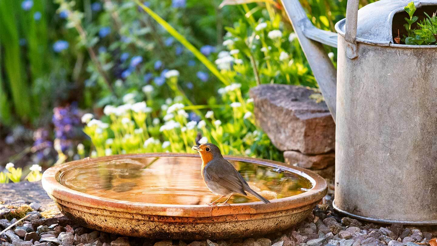 robin drinks terroctta saucer bird bath garden alamy 2bn75d2 kay