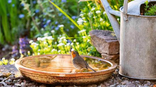 Robin drinks from terracotta saucer