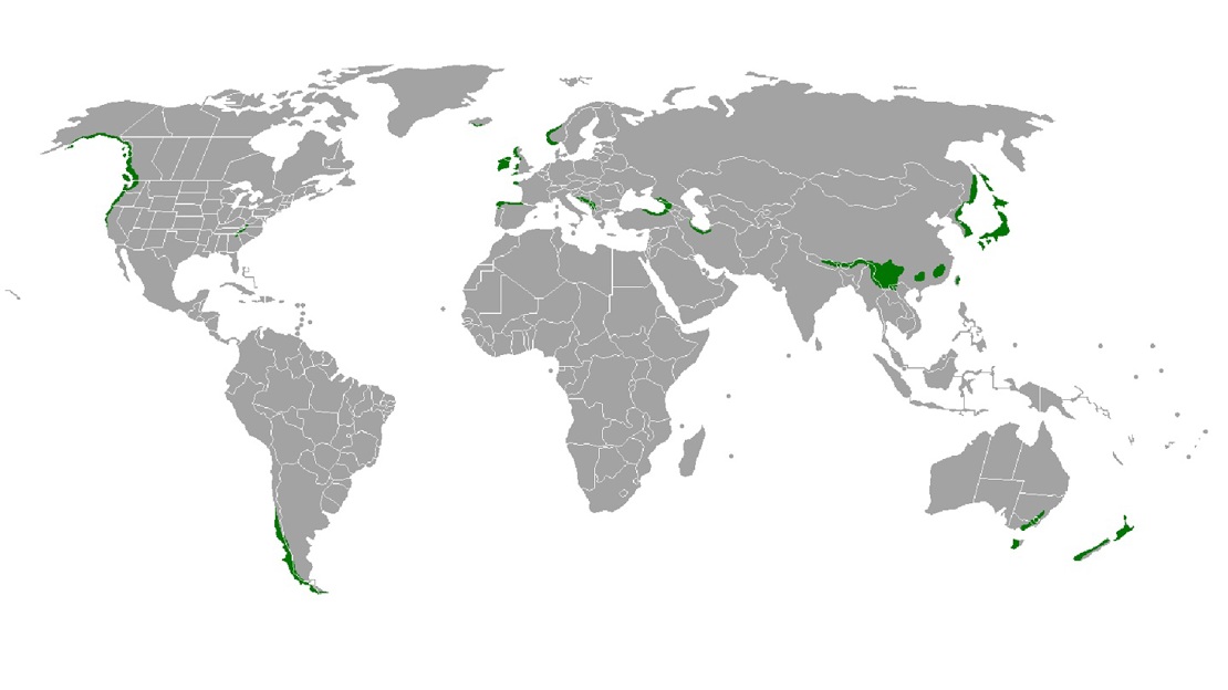 A map of the world with areas of green shading to show temperate rainforest locations