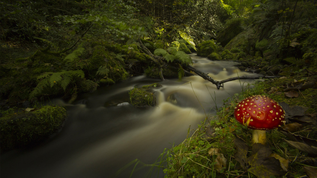 Fly agaric toadstool beside a woodland stream