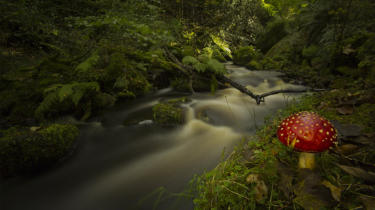 Fly agaric toadstool beside a woodland stream