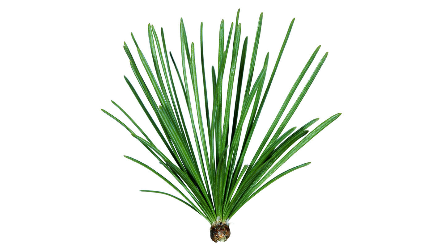 European Larch (Larix decidua) British Trees Woodland Trust