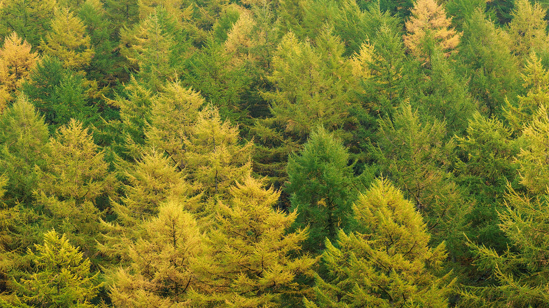 Larch Tree Formation European Larch (Larix decidua) - British Trees - Woodland Trust