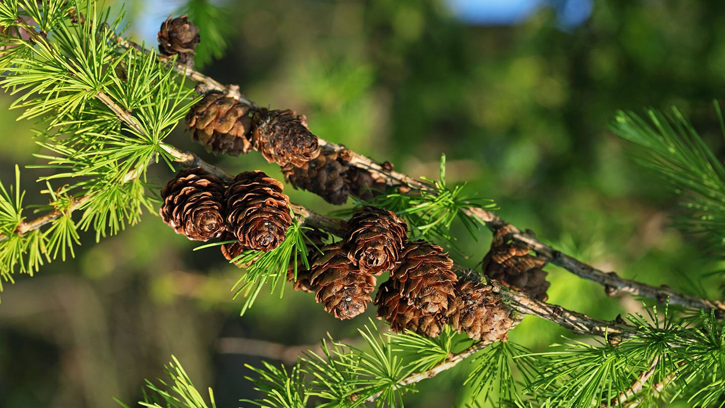 European (Larix decidua) - British Trees - Woodland