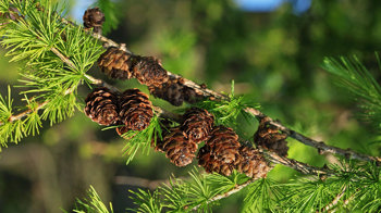 European larch cones  European larch cones
