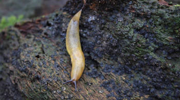 Lemon slug on woodland floor