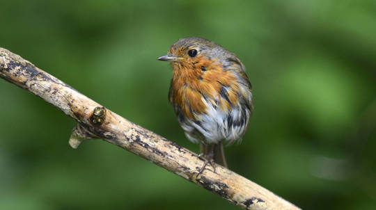 Robin in moult
