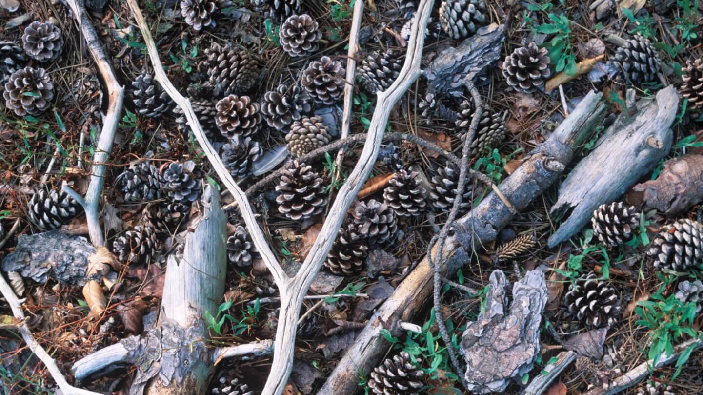 Beautiful Baby Pine Cones And Others Still Growing On Pine Stems