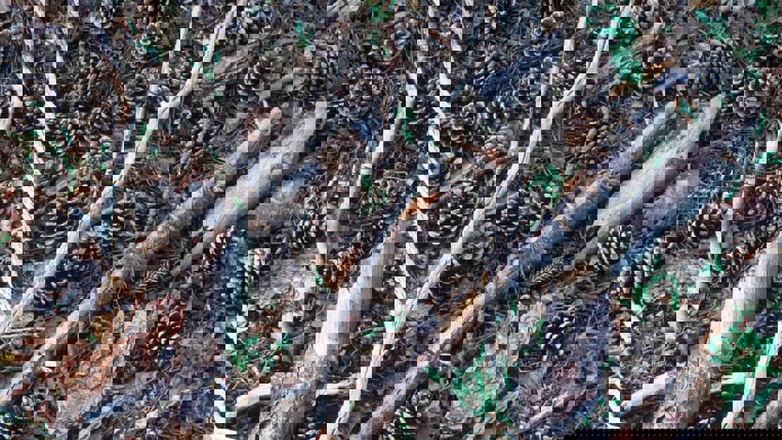 Pine cones, bark and broken twigs on woodland floor