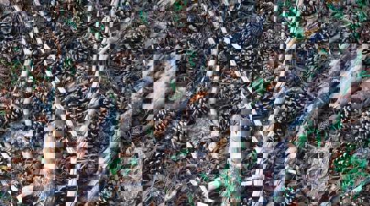 Pine cones, bark and broken twigs on woodland floor