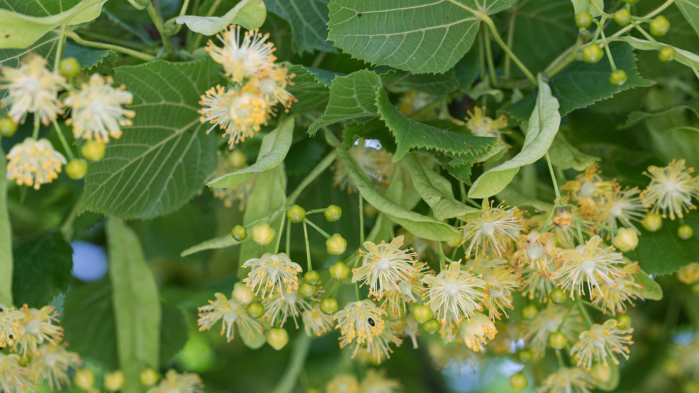 Common Lime (Tilia x europaea) Woodland Trust