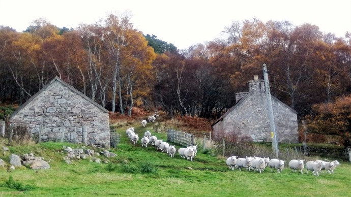Sheep At Badbae
