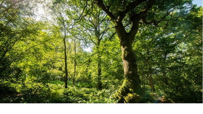 Sunlight through ancient woodland