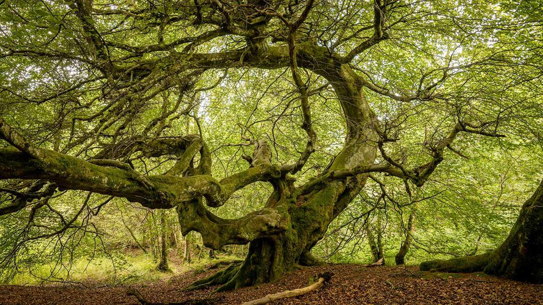 Twisted Ancient Tree, Den Wood