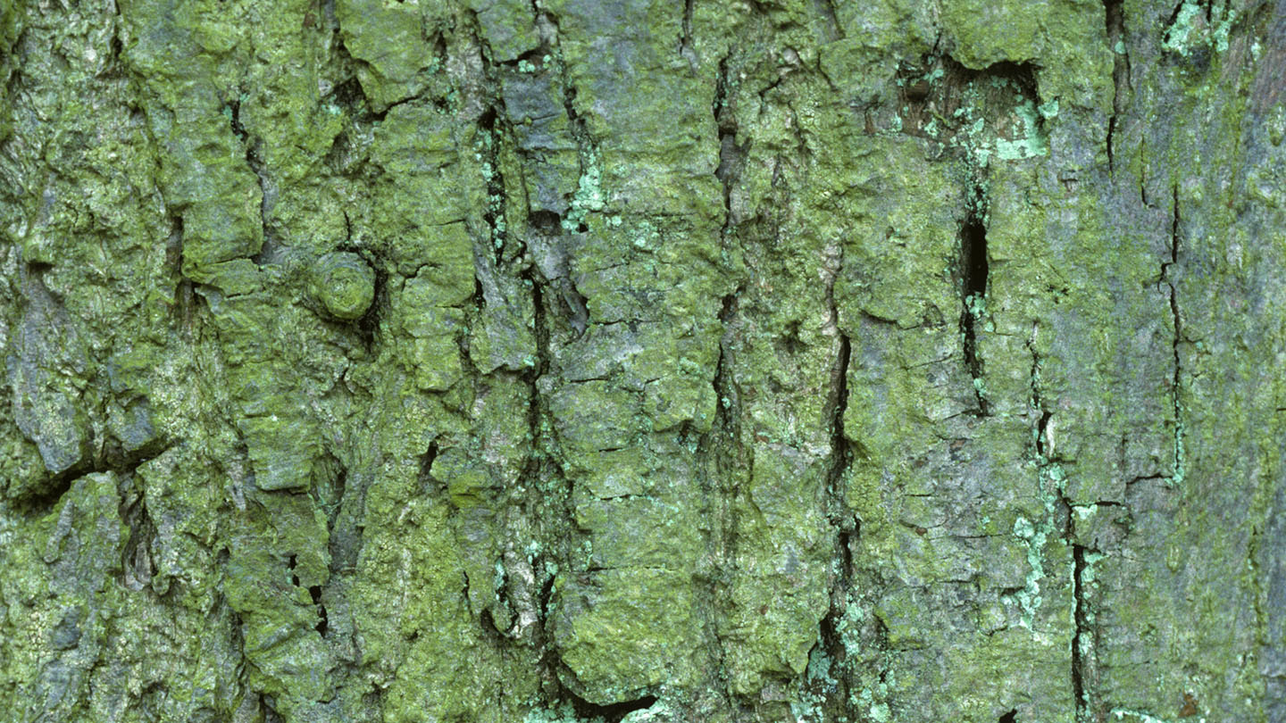 Common Lime (Tilia x europaea) Woodland Trust