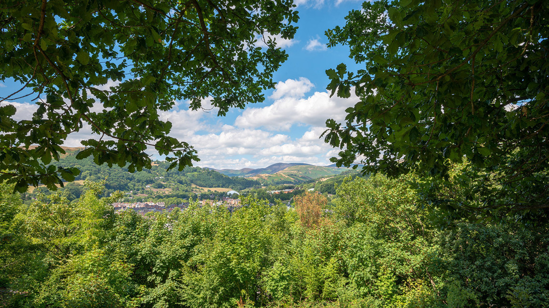 Speak up for trees in Wales