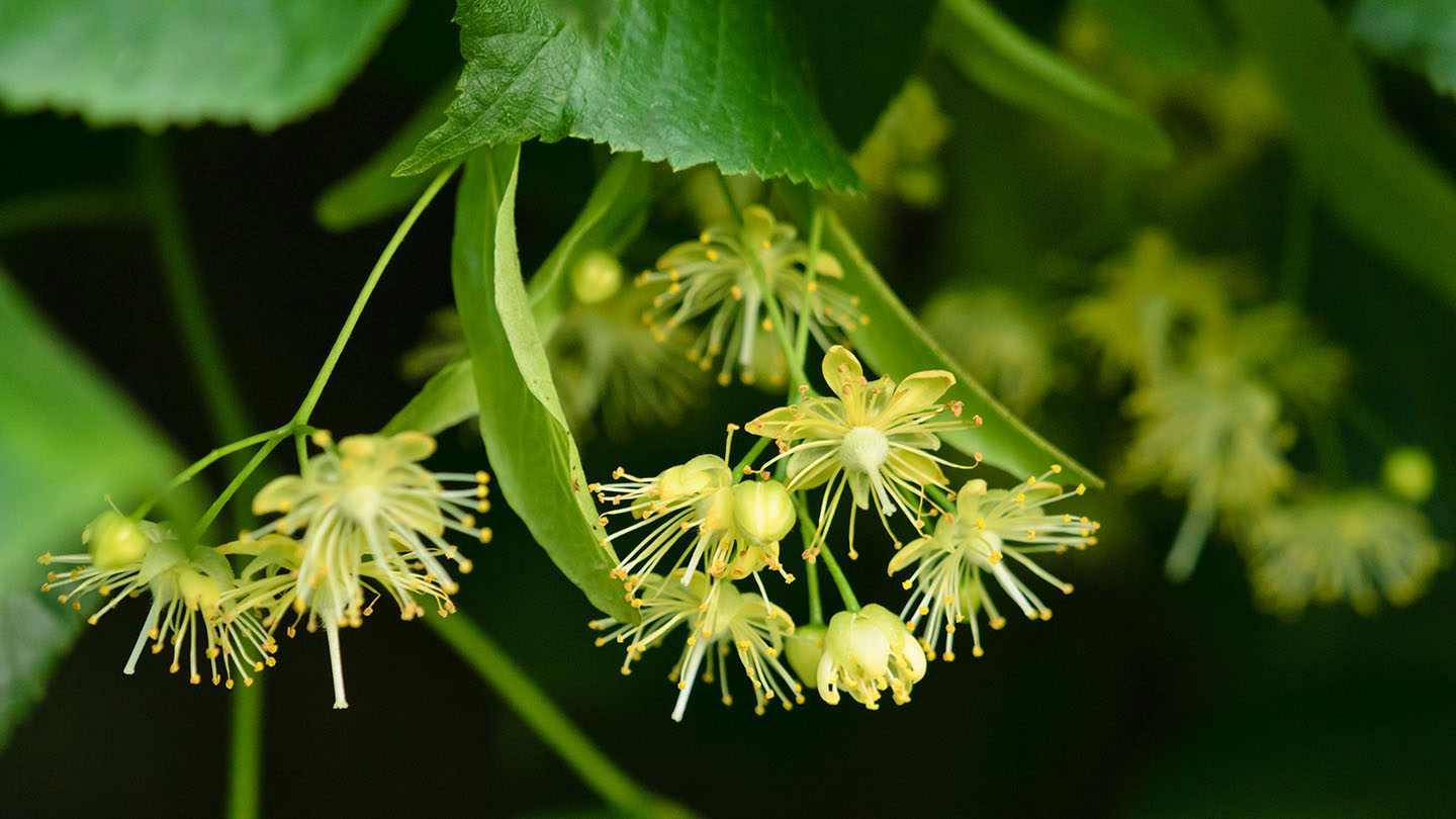 Common Lime (Tilia x europaea) Woodland Trust