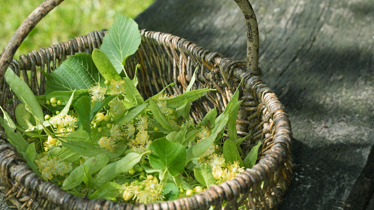 Common Lime (Tilia x europaea) - Woodland Trust