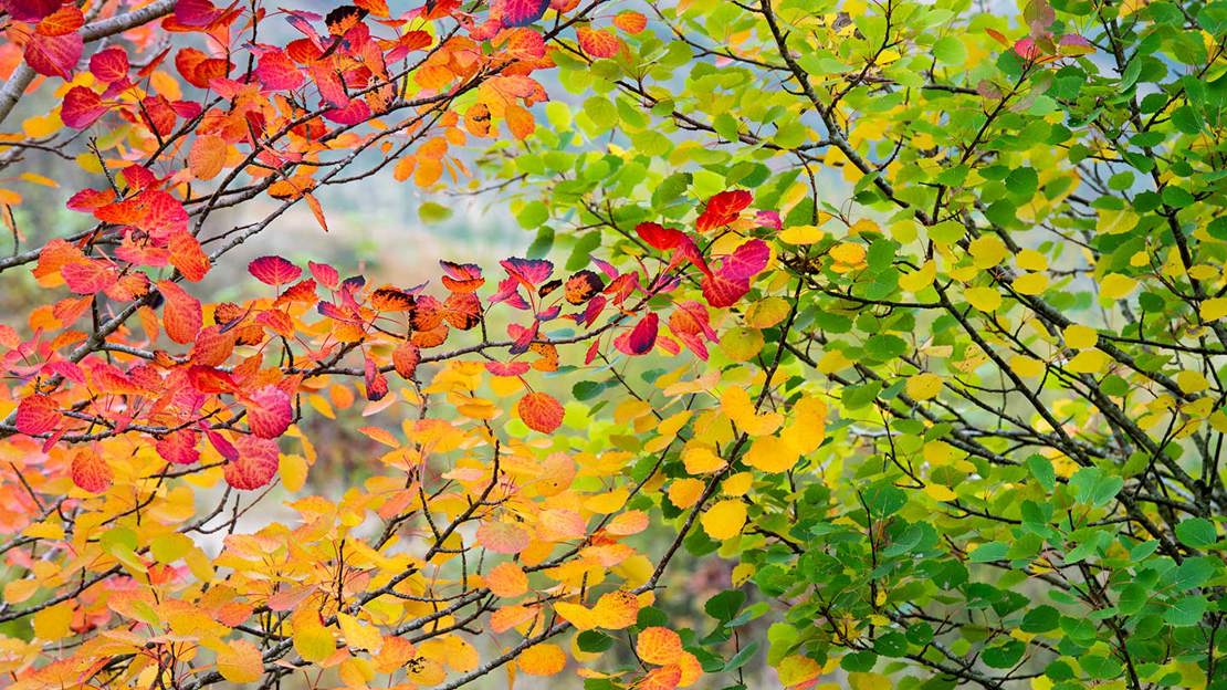 Aspen leaves in autumn