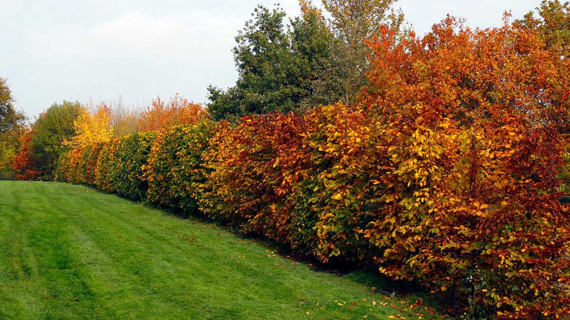Hedgerow Planting Example Hedgerows - British Habitats - Woodland Trust
