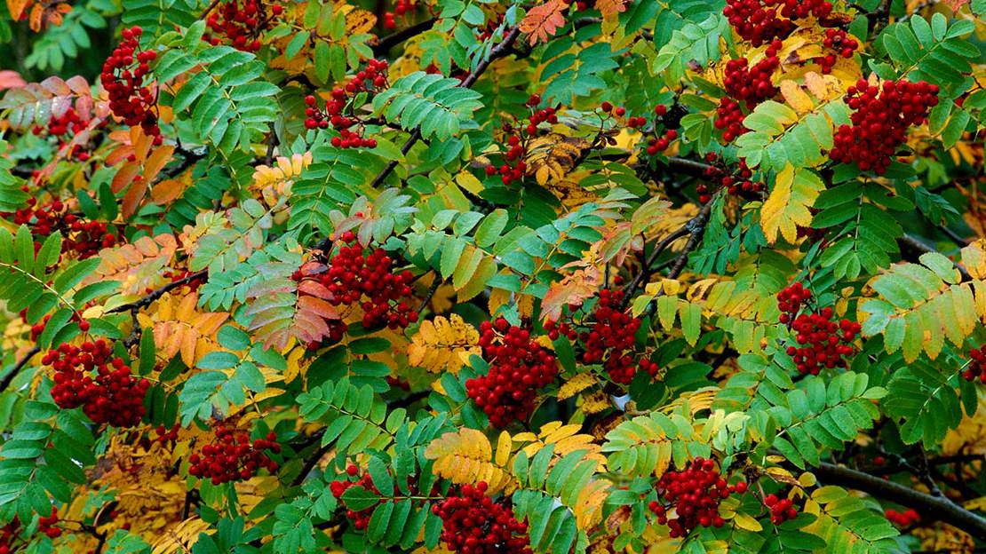 Rowan leaves and berries in autumn