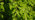 Common lime leaves 