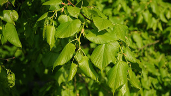 Common lime leaves  Common lime leaves