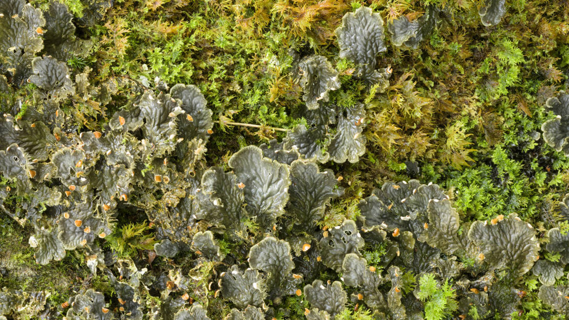 Liverworts and mosses on a tree at Crinan Wood