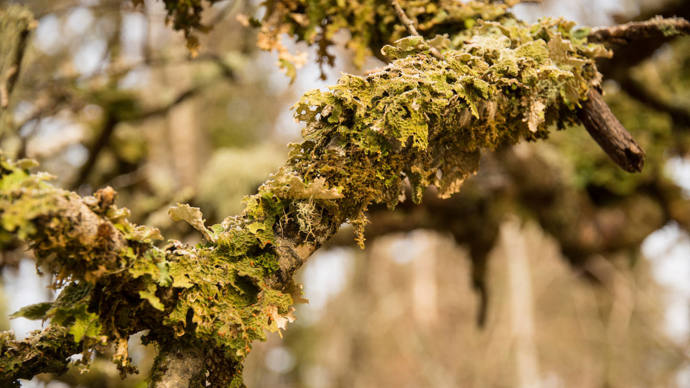 Lobaria lichen (tree lungwort) at Loch Arkaig