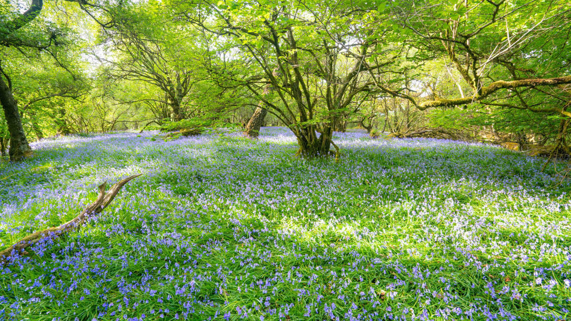 Carpet of bluebells at Dunollie Wood