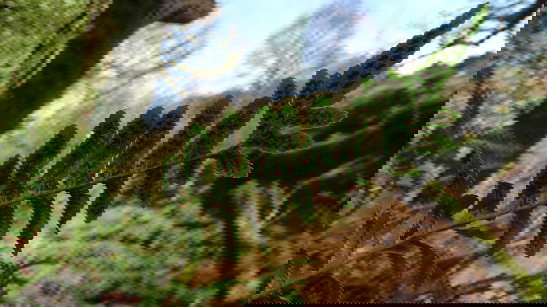 Fern at Dunollie Wood