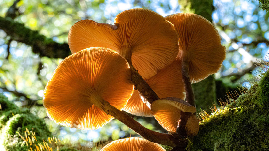 Mushrooms from beneath at Dunollie Wood