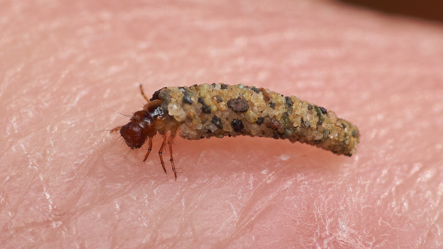 Land Caddisfly (Enoicyla pusilla) - Woodland Trust