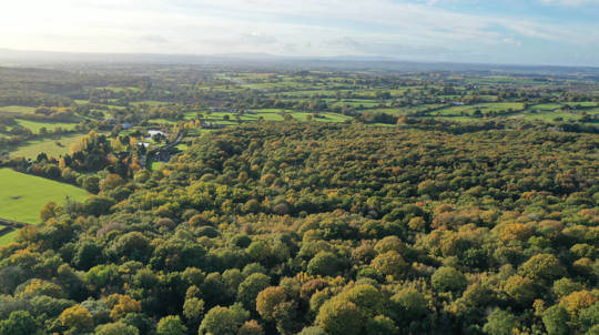 Aerial view of Pepper Wood