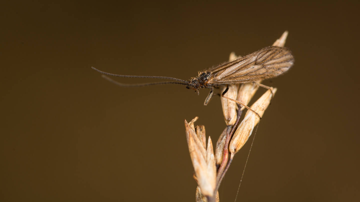 Land Caddisfly (Enoicyla pusilla) Woodland Trust
