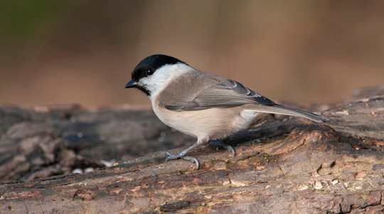 Close up of a marsh tit standing on a branch