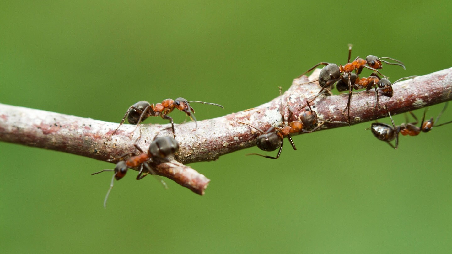 Oak trees and wildlife Woodland Trust