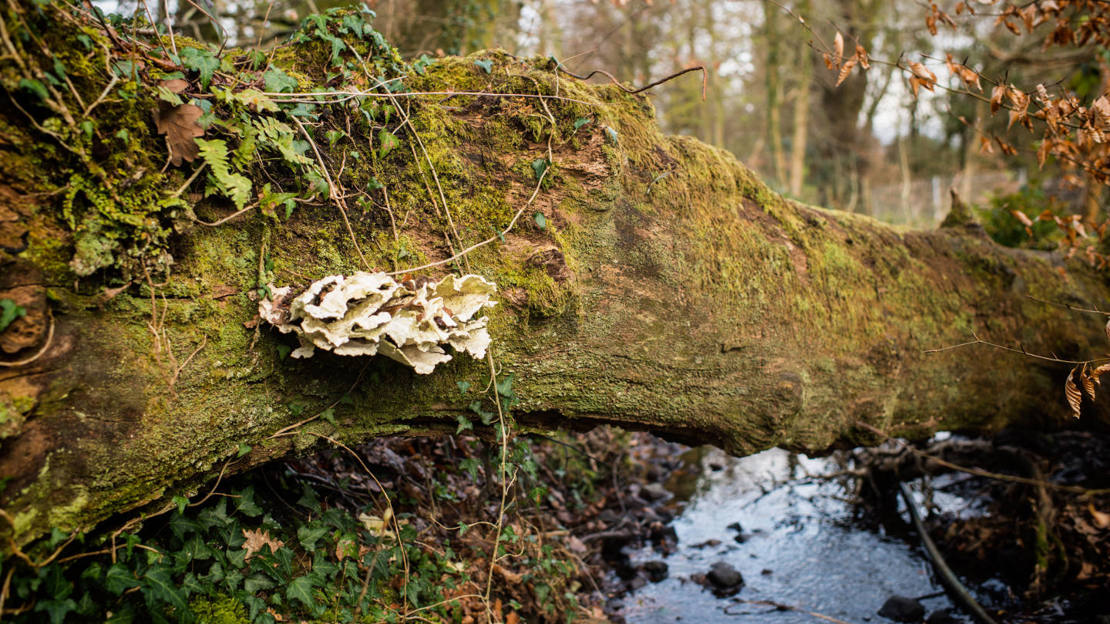 Fallen tree with fungi and bryophytes at Brynau Farm