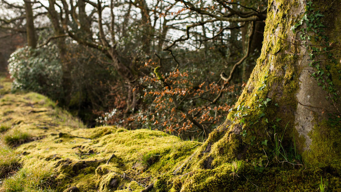 Trees at Brynau Farm