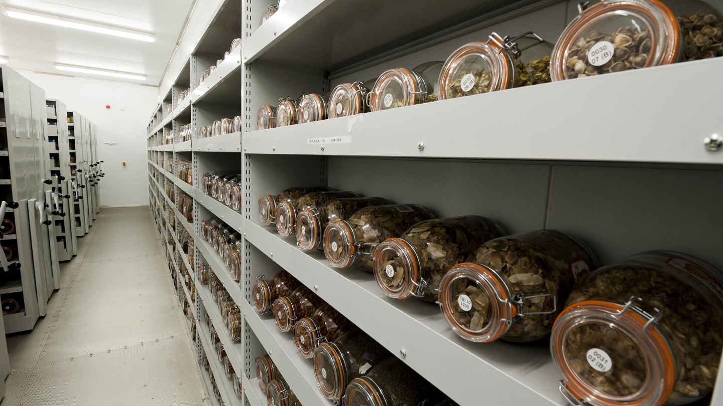 What Is A Seed Bank And Why Is It Important? - Woodland Trust What Is A Seed Bank And Why Is It Important? - Woodland Trust