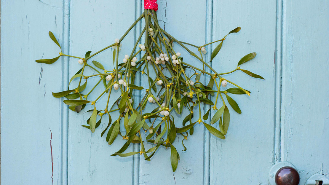 Mistletoe bunch hanging on wooden door